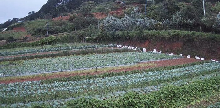 hiếu linh farm