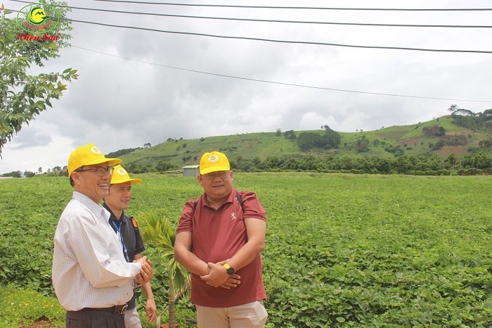 Nông trại khoai lang Viên sơn