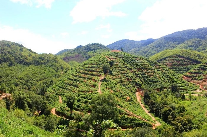 Sầu riêng